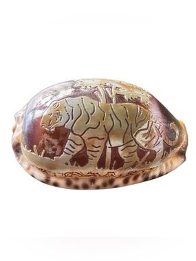 Vintage Hand Carved Polished Tiger Cowrie Shell 2” Souviner Beautiful Unique